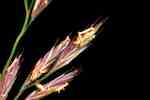 Närbild på flerblommiga småax. De yttre blomfjällen har korta borst.